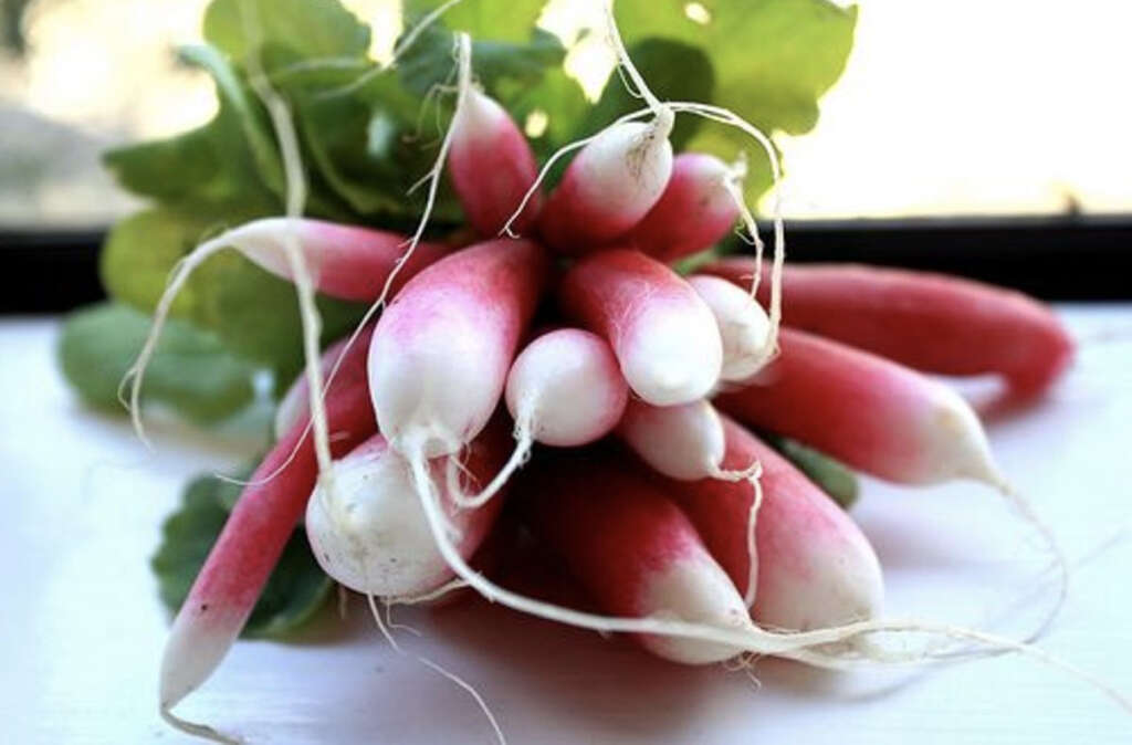 Radish