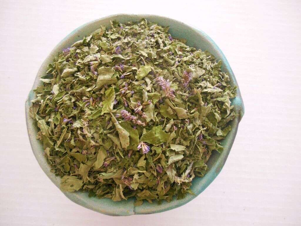 Red Clover