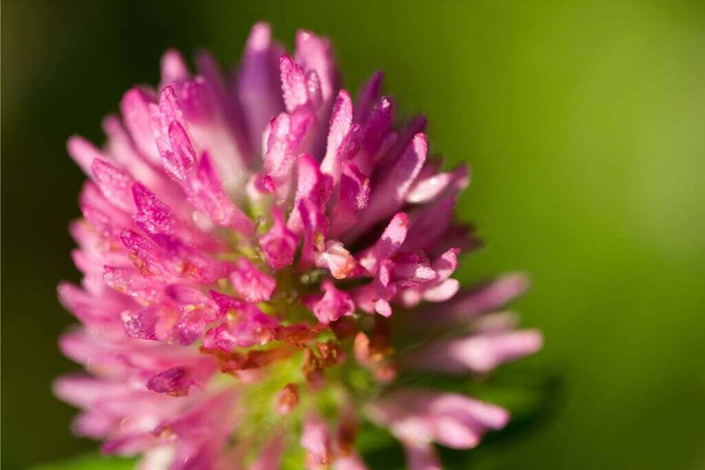 Red Clover