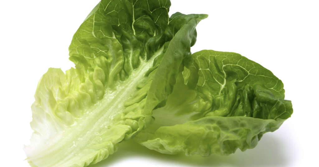 Romaine Lettuce