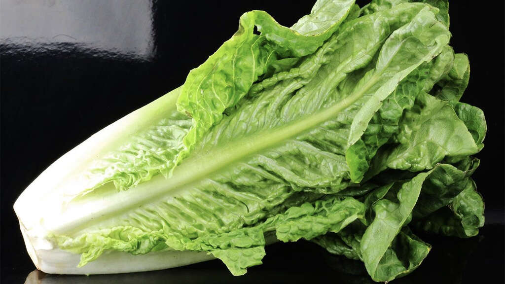 Romaine Lettuce