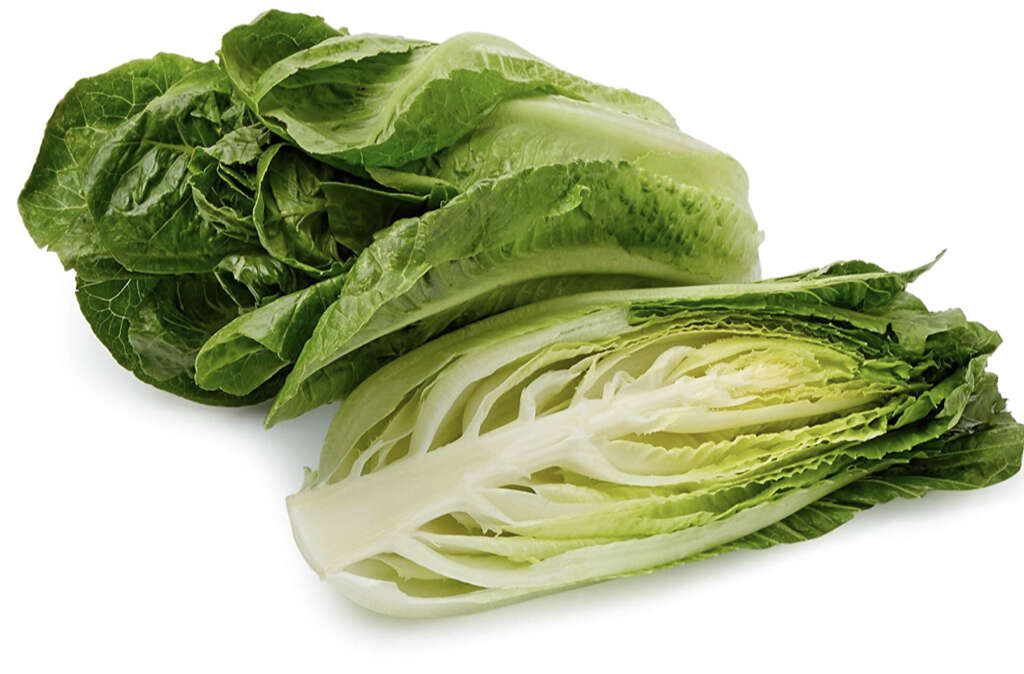 Romaine Lettuce