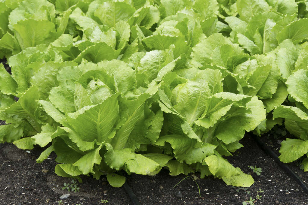 Romaine Lettuce