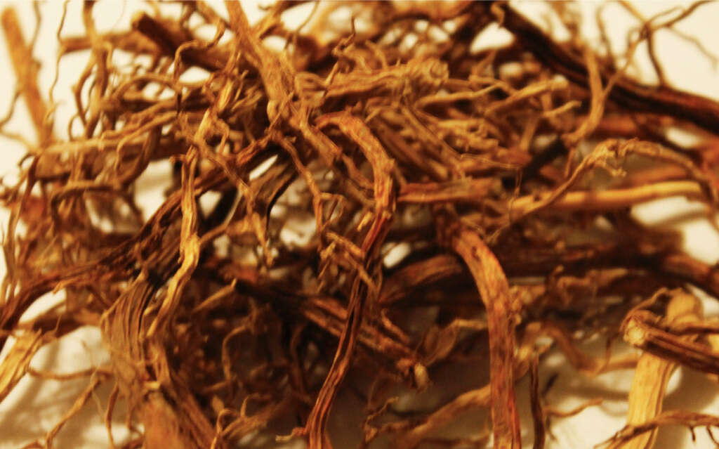 Sarsaparilla