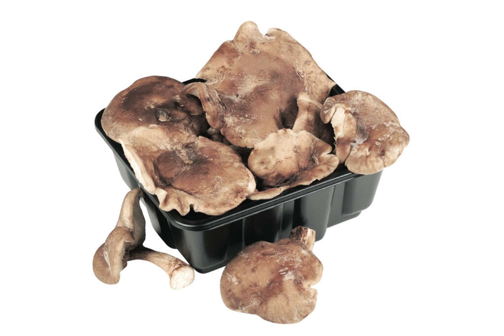 Shiitake Mushrooms