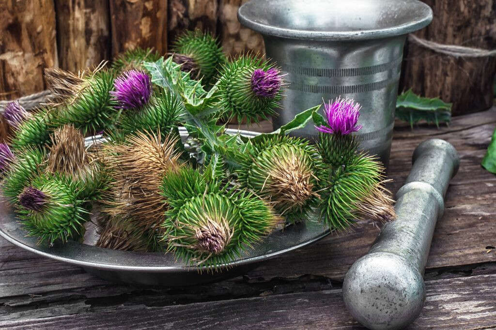 Milk Thistle