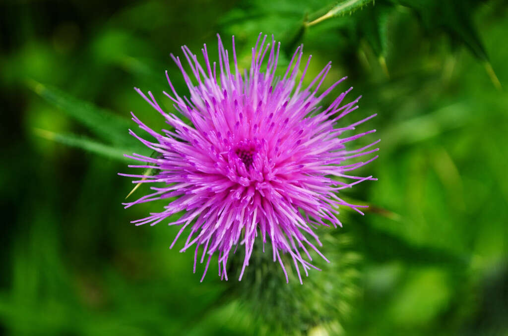 Milk Thistle