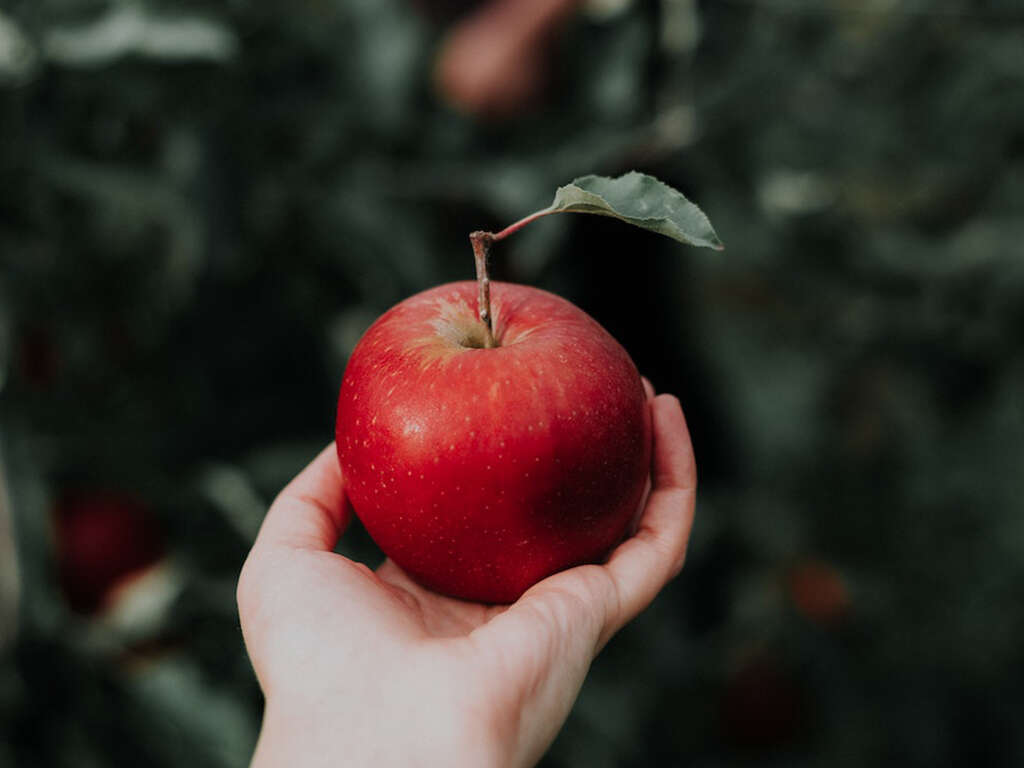 Simple Carbohydrates vs. Complex Carbohydrates