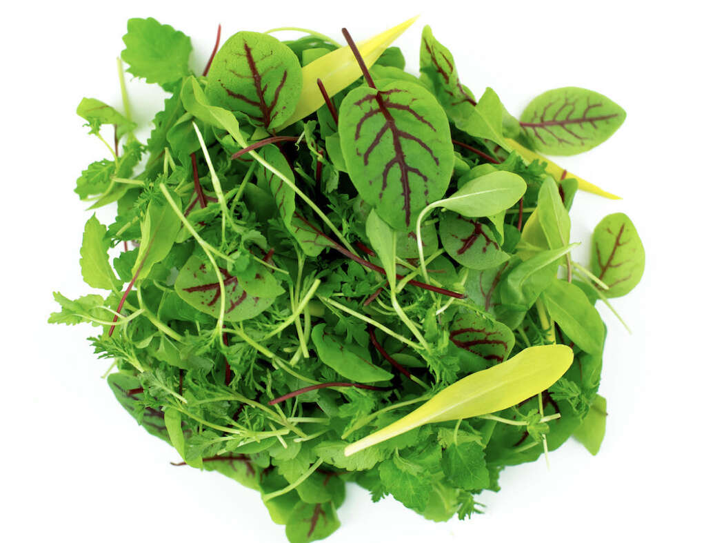 Sorrel