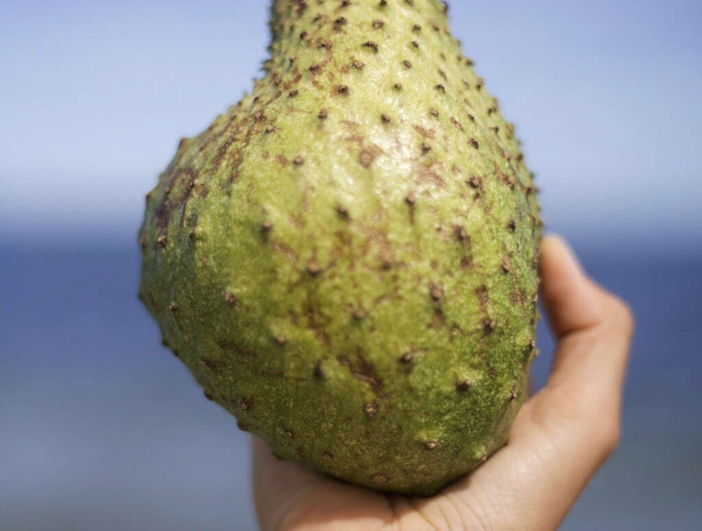 Soursop