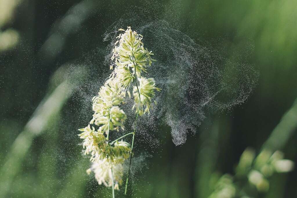 Tachypnea