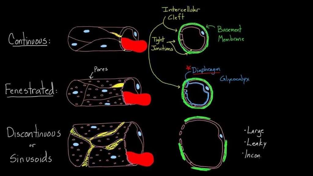 Capillaries