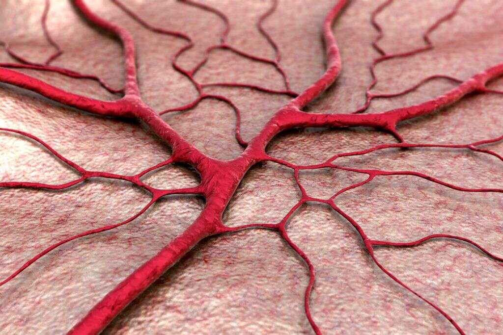 Capillaries