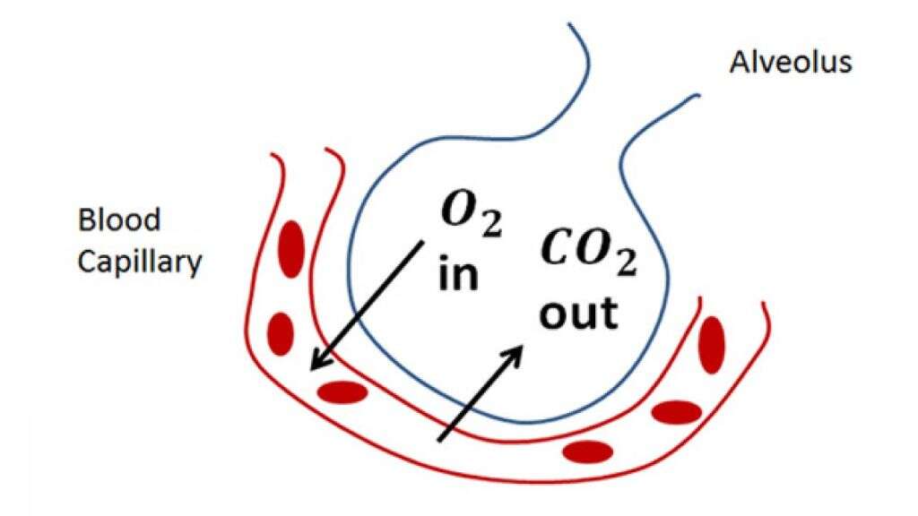 Capillaries