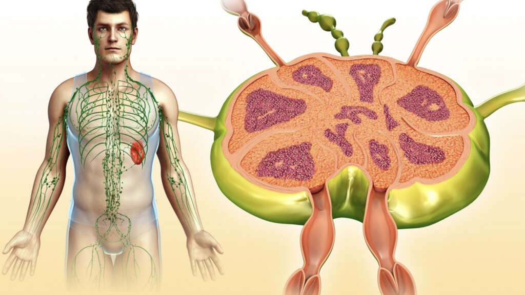 Lymph Nodes