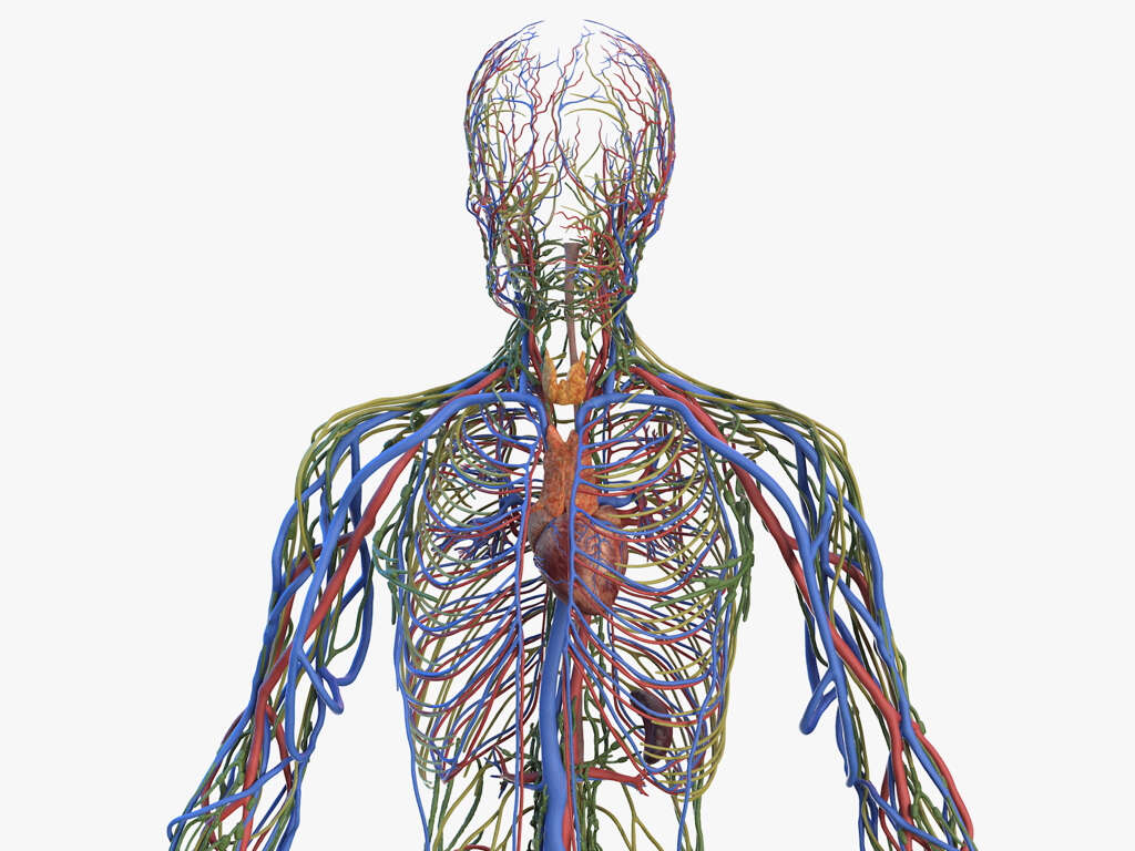 Lymph Nodes