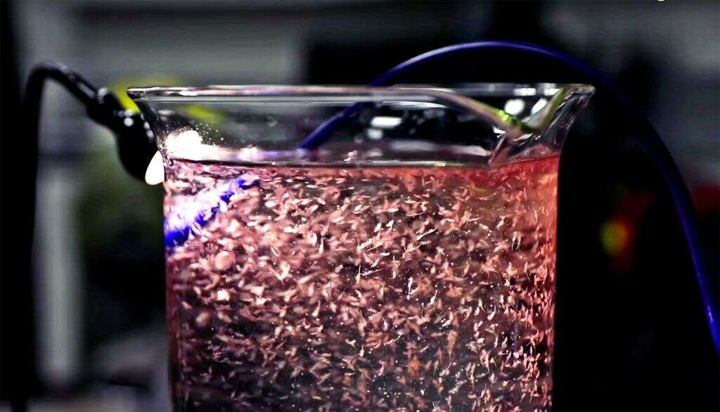 Sea Monkeys