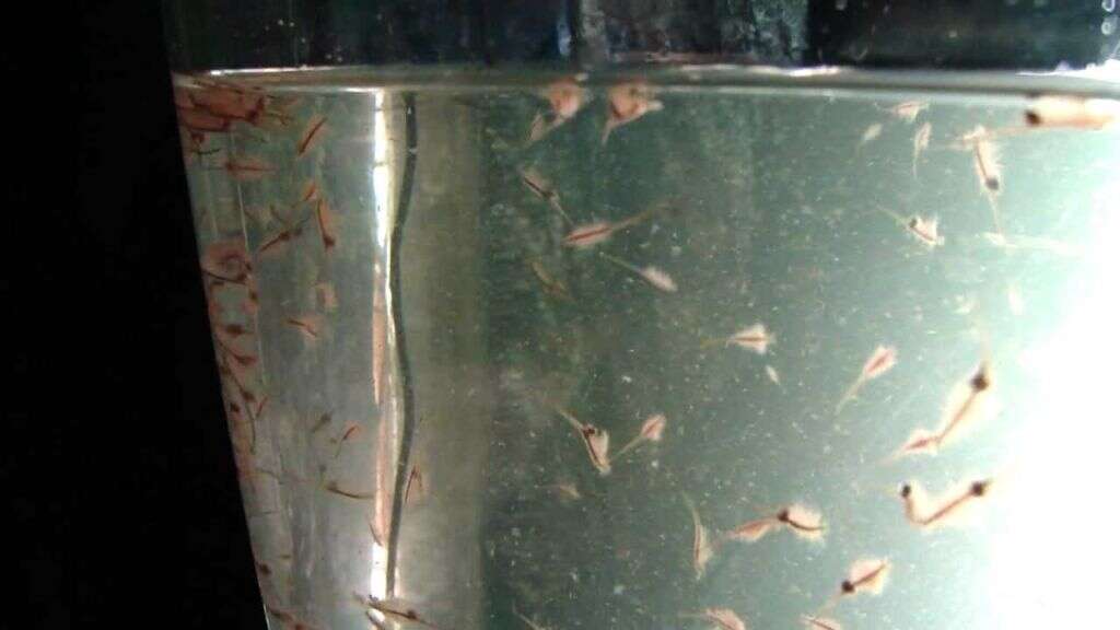 Sea Monkeys