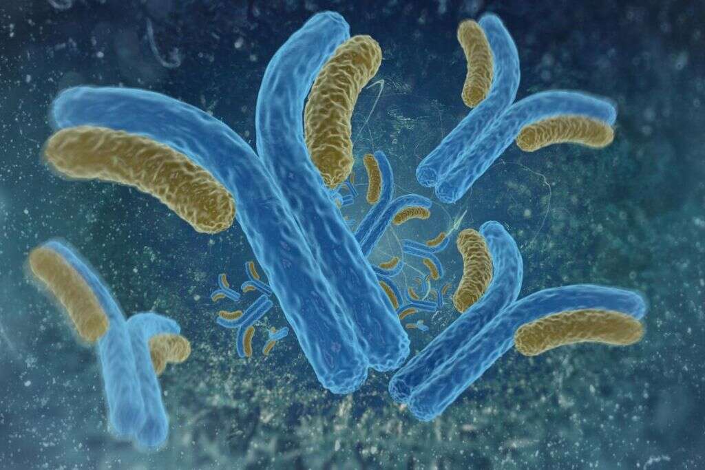 White Blood Cells