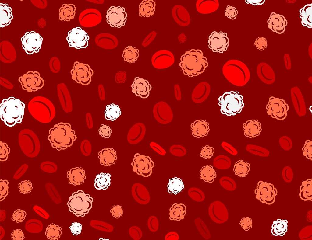 White Blood Cells