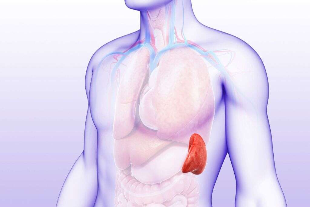 Enlarged Spleen
