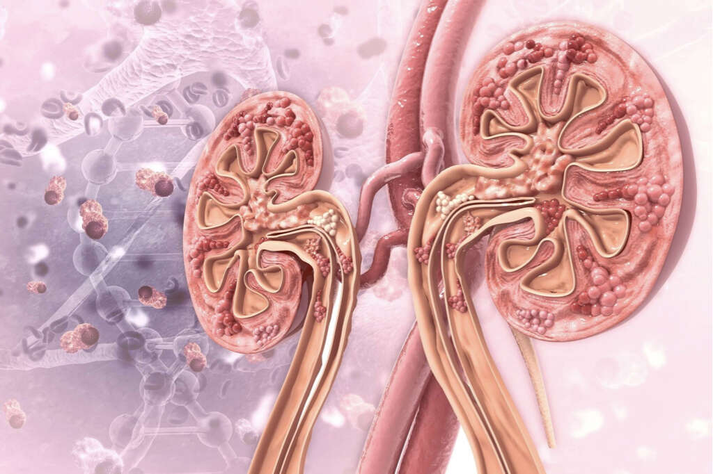 Kidneys