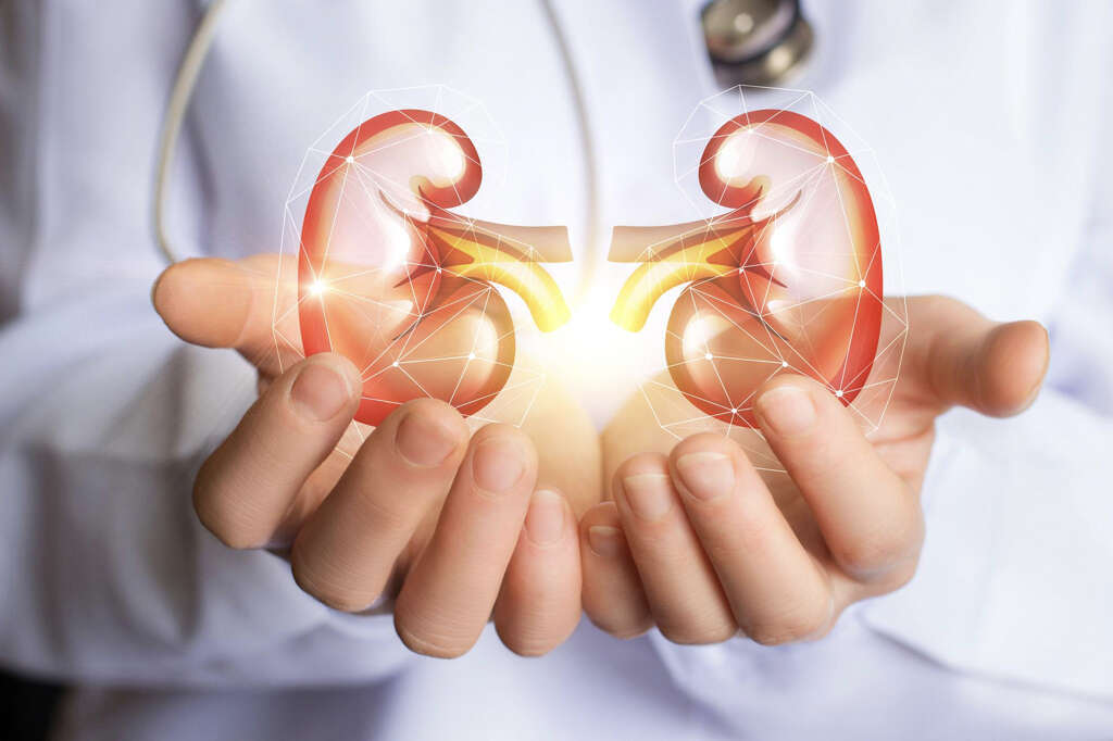 Kidneys