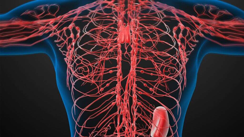 Lymph Nodes