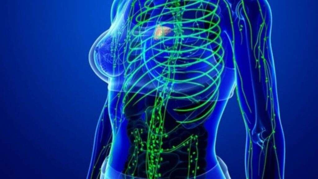 Lymph Nodes