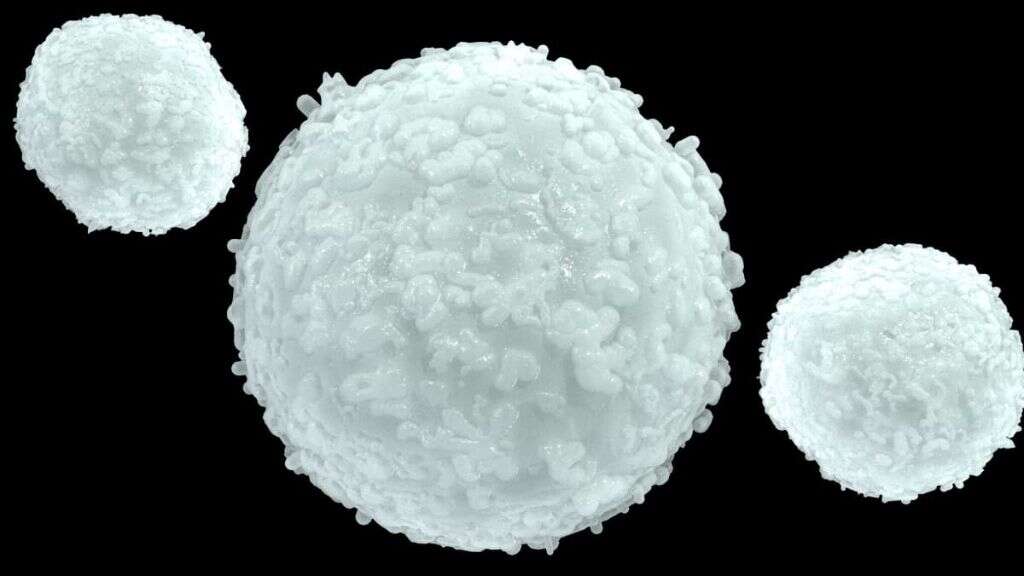 White Blood Cells