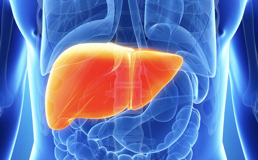 Liver