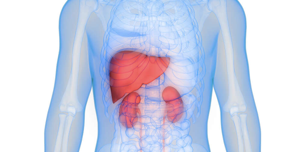Liver