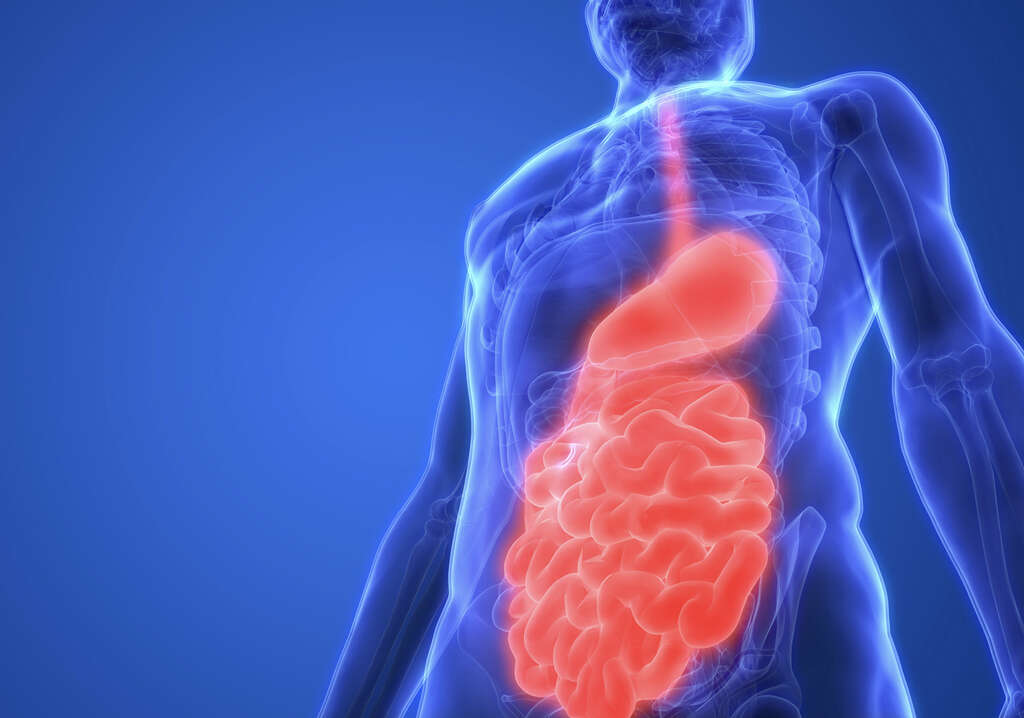 Pancreas