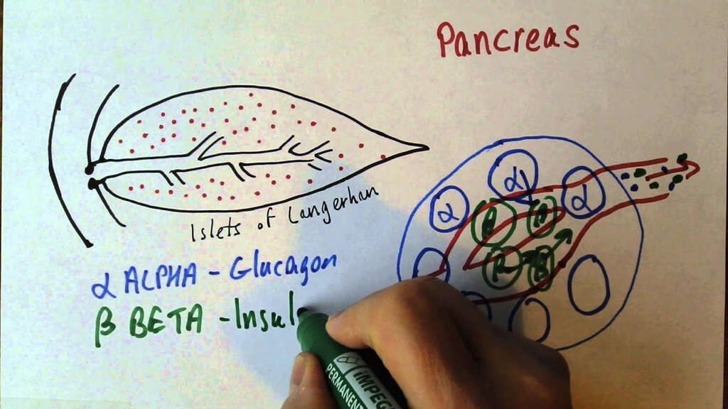 Pancreas