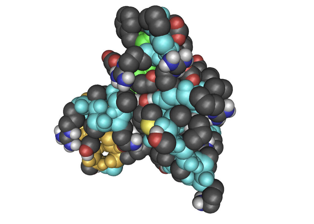 Pancreas
