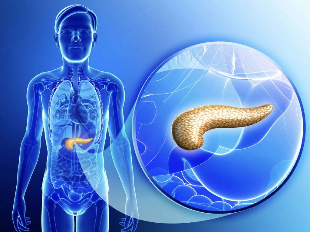 Pancreas