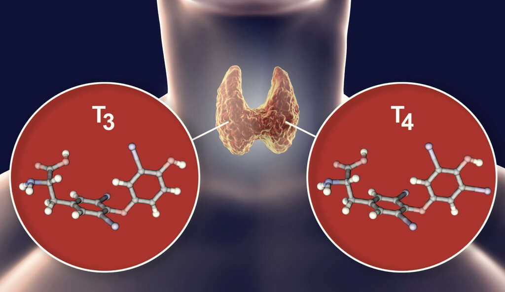 Thyroid