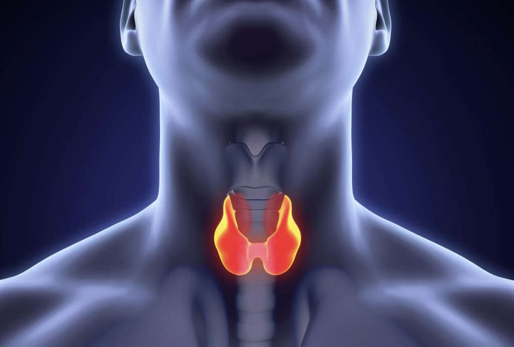 Thyroid