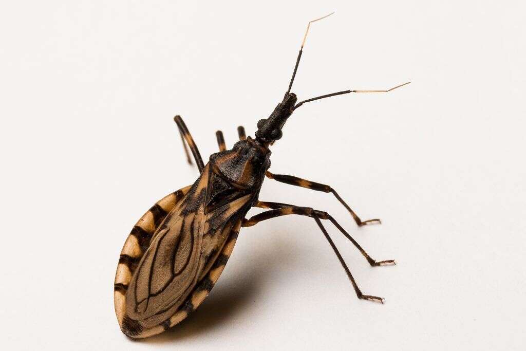 Kissing Bug