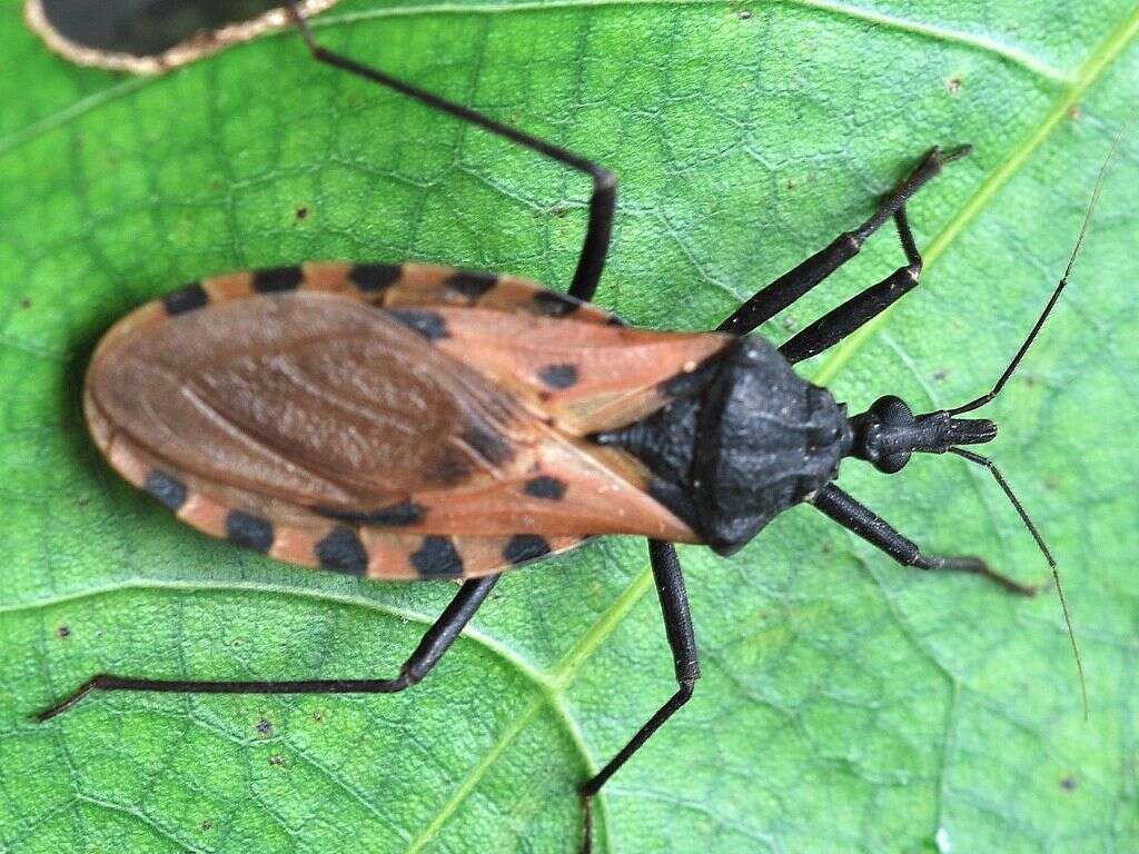 Kissing Bug