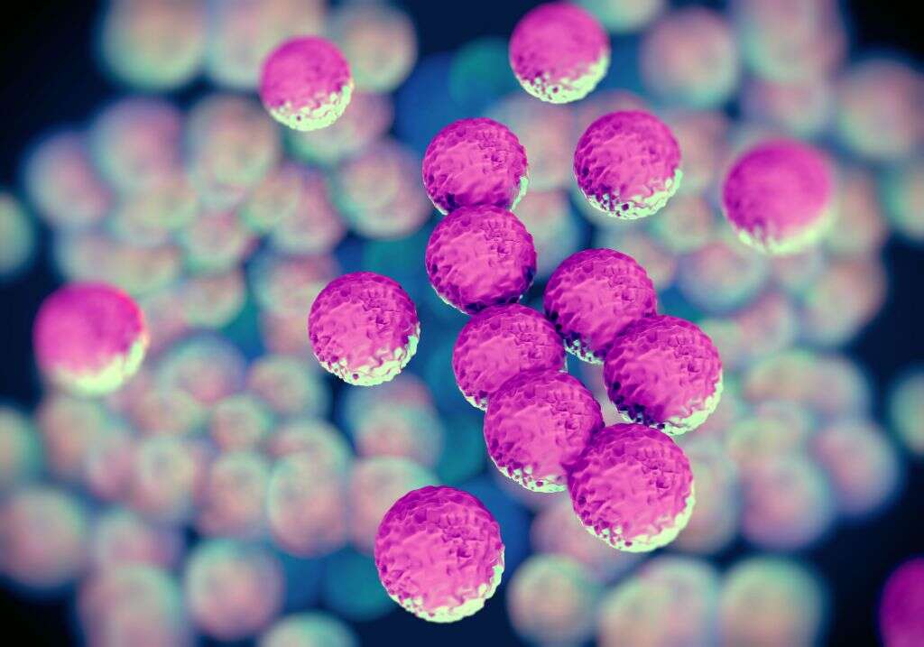 Staph Infection