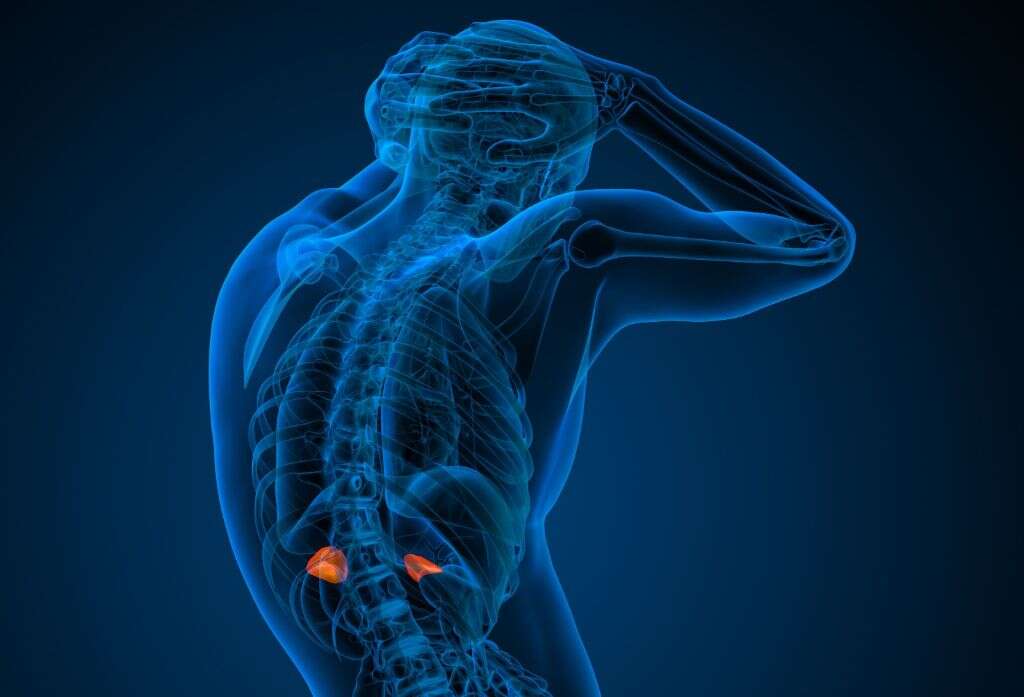 Adrenal Fatigue