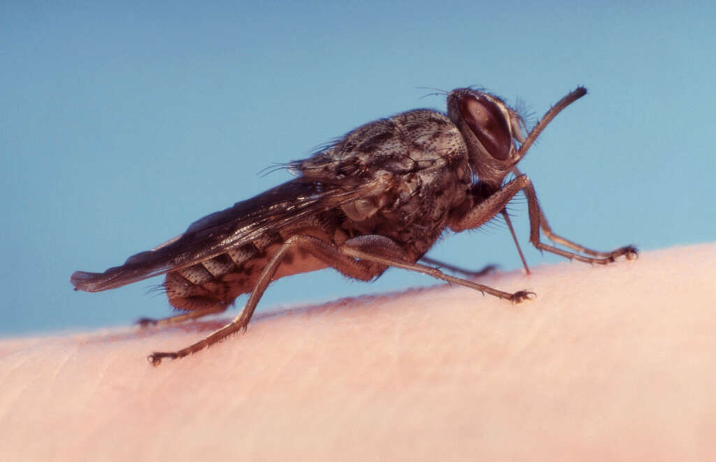 African Sleeping Sickness