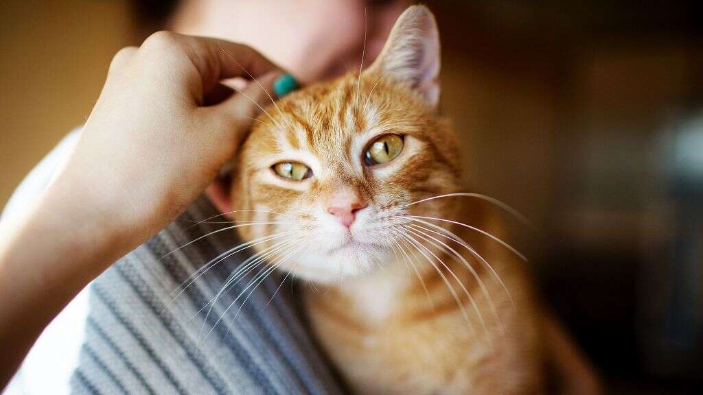 Cat Scratch Fever
