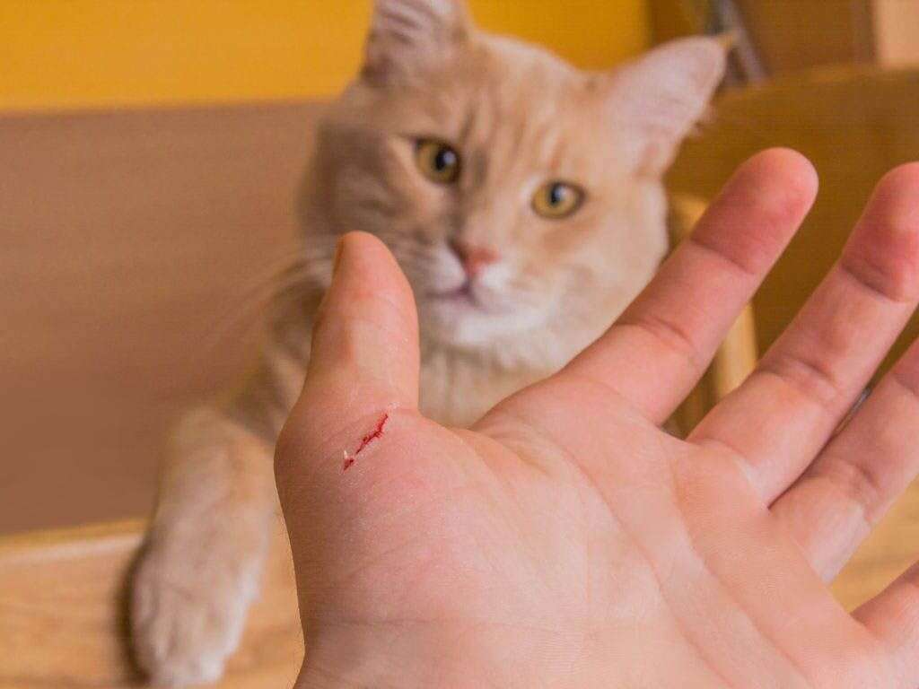 Cat Scratch Fever