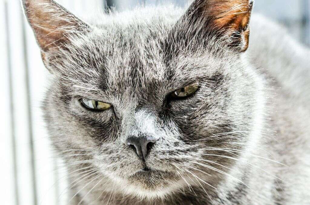Cat Scratch Fever