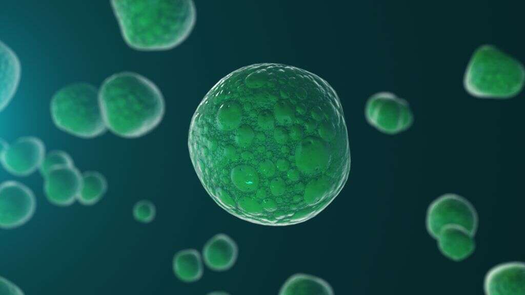 Coxsackievirus