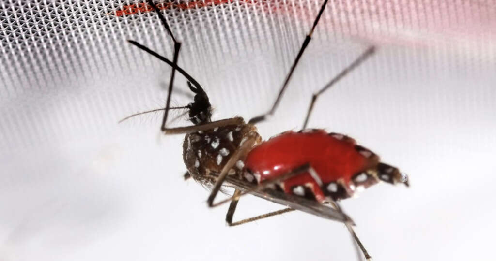 Dengue