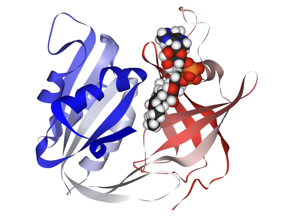 Hemoglobin