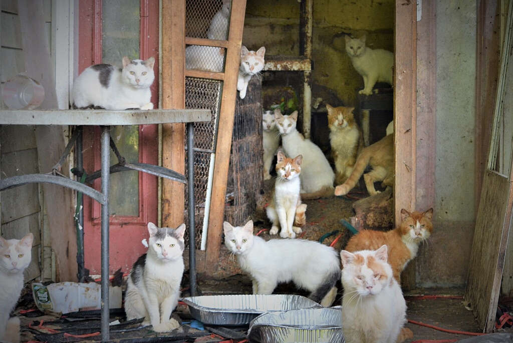 Hoarding